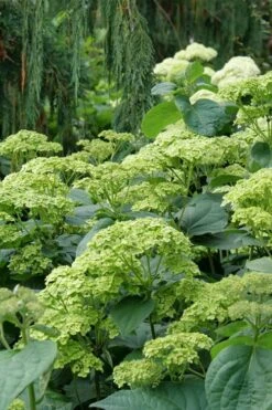 Invincibelle Sublime Smooth Hydrangea - 3 Gallon Pot -Garden Plants Shop hydrangea arborescens invincibelle sublime 7