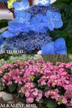 Endless Summer 'Pop Star' Hydrangea - 3 Gallon Pot -Garden Plants Shop hydrangea endless summer pop star 1