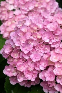 Love Hydrangea - 3 Gallon Pot -Garden Plants Shop hydrangea macrophylla love 5