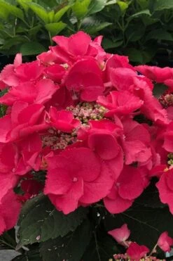 Cherry Explosion Hydrangea - 1 Gallon Pot -Garden Plants Shop hydrangea macrophylla mckay cherry explosion 100