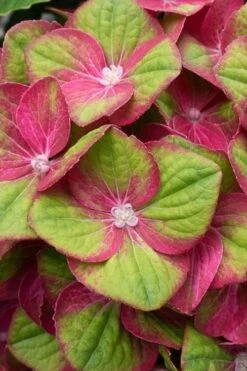 Tilt-A-Swirl Hydrangea - 3 Gallon Pot -Garden Plants Shop hydrangea macrophylla tilt a swirl 4