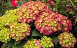 Tilt-A-Swirl Hydrangea - 3 Gallon Pot -Garden Plants Shop hydrangea macrophylla tilt a swirl 8