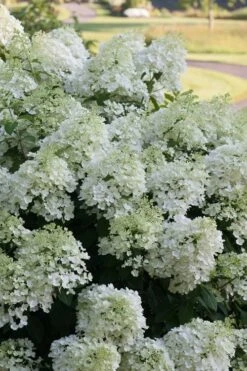 Bobo Hydrangea - 3 Gallon Pot -Garden Plants Shop hydrangea paniculata bobo 3