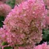 Bobo Hydrangea - 3 Gallon Pot -Garden Plants Shop hydrangea paniculata bobo 6