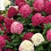 Little Lime Punch Hydrangea - 3 Gallon Pot 2 Little Lime Punch Hydrangea - 3 Gallon Pot -Garden Plants Shop hydrangea paniculata little lime punch 1