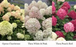 Little Lime Punch Hydrangea - 3 Gallon Pot -Garden Plants Shop hydrangea paniculata little lime punch 3