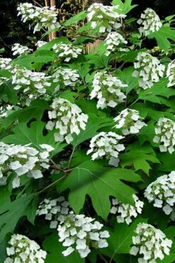 Garden Plants Shop 39 Pee Wee Dwarf Oakleaf Hydrangea - 1 Gallon Pot