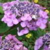 Twist-N-Shout Endless Summer Hydrangea - 1 Gallon Pot -Garden Plants Shop hydrangea twist n shout 12