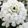 Snowsation Candytuft - 1 Gallon Pot -Garden Plants Shop iberis snowsation candytuft 1