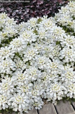 Snowsation Candytuft - 1 Gallon Pot -Garden Plants Shop iberis snowsation candytuft 2