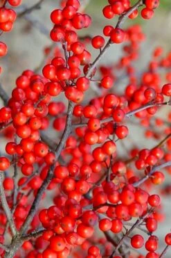 Sparkleberry Female Winterberry Holly - 1 Gallon Pot -Garden Plants Shop ilex verticillata sparkleberry holly 2