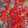 Sparkleberry Female Winterberry Holly - 1 Gallon Pot -Garden Plants Shop ilex verticillata sparkleberry holly 3