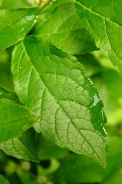 Winter Gold Female Winterberry Holly - 3 Gallon Pot -Garden Plants Shop ilex verticillata sparkleberry holly 5 1