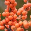 Winter Gold Female Winterberry Holly - 3 Gallon Pot -Garden Plants Shop ilex verticillata winter gold winterberry holly 1 1