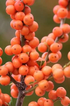 Winter Gold Female Winterberry Holly - 1 Gallon Pot