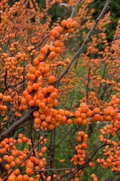 Winter Gold Female Winterberry Holly - 3 Gallon Pot -Garden Plants Shop ilex verticillata winter gold winterberry holly 3 1