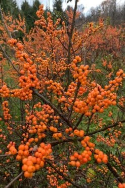 Winter Gold Female Winterberry Holly - 1 Gallon Pot -Garden Plants Shop ilex verticillata winter gold winterberry holly 4