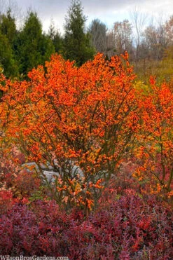 Winter Gold Female Winterberry Holly - 1 Gallon Pot -Garden Plants Shop ilex verticillata winter gold winterberry holly 7