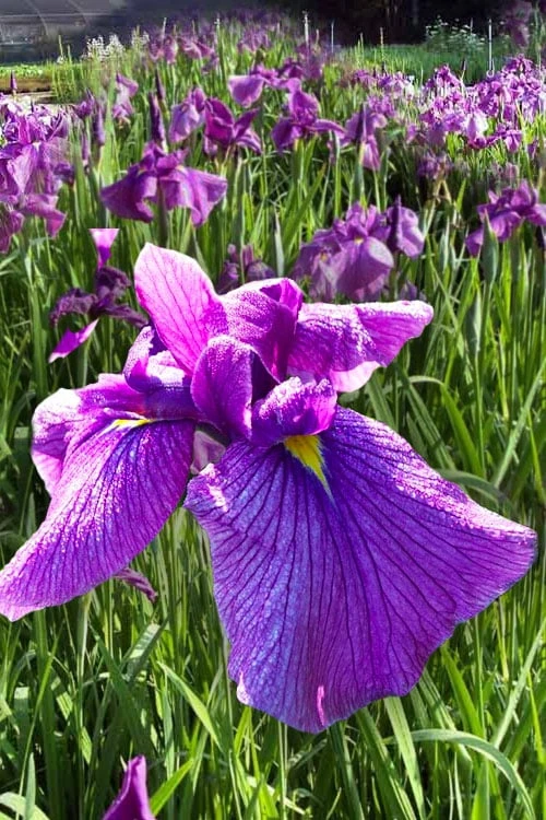 Shogun Japanese Iris (Iris Ensata) - 1 Gallon Pot 3 Shogun Japanese Iris (Iris Ensata) - 1 Gallon Pot