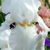 Immortality Tall Bearded Iris (Reblooming) - 1 Gallon Pot -Garden Plants Shop iris germanica immortality 11