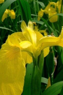 Yellow Flag Iris - 1 Gallon Pot -Garden Plants Shop iris pseudacorus yellow flag 11