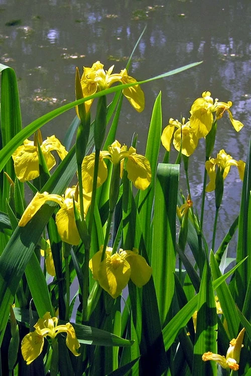 Yellow Flag Iris - 6 Pack Of 1 Gallon Pots 7 Yellow Flag Iris - 6 Pack Of 1 Gallon Pots - Image 5