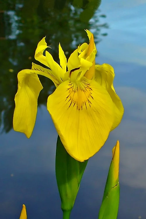 Yellow Flag Iris - 6 Pack Of 1 Gallon Pots 3 Yellow Flag Iris - 6 Pack Of 1 Gallon Pots