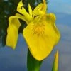 Yellow Flag Iris - 1 Gallon Pot 2 Yellow Flag Iris - 1 Gallon Pot -Garden Plants Shop iris pseudacorus yellow flag 14