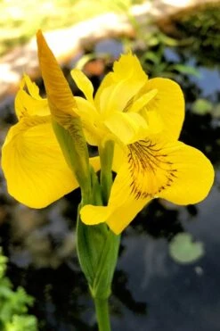 Yellow Flag Iris - 6 Pack Of 1 Gallon Pots 17 Yellow Flag Iris - 6 Pack Of 1 Gallon Pots -Garden Plants Shop iris pseudacorus yellow flag 15 1