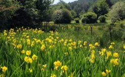 Yellow Flag Iris - 1 Gallon Pot -Garden Plants Shop iris pseudacorus yellow flag 17
