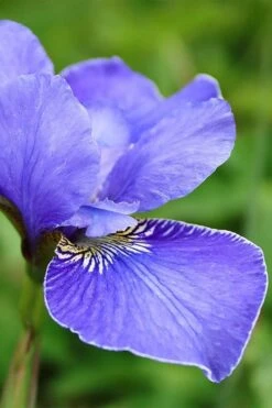 Silver Edge Siberian Iris - 1 Gallon Pot -Garden Plants Shop iris sibirica silver edge siberian 1