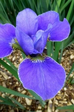 Silver Edge Siberian Iris - 1 Gallon Pot -Garden Plants Shop iris sibirica silver edge siberian 4