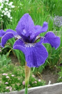 Silver Edge Siberian Iris - 1 Gallon Pot -Garden Plants Shop iris sibirica silver edge siberian 6