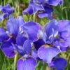 Silver Edge Siberian Iris - 1 Gallon Pot 2 Silver Edge Siberian Iris - 1 Gallon Pot -Garden Plants Shop iris sibirica silver edge siberian 7