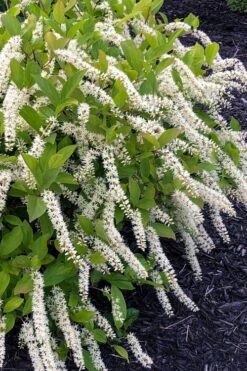 Little Henry Virginia Sweetspire (Itea) - 3 Gallon Pot -Garden Plants Shop itea virginica little henry virginia sweetspire 1