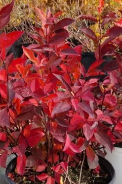 Little Henry Virginia Sweetspire (Itea) - 3 Gallon Pot -Garden Plants Shop itea virginica little henry virginia sweetspire 3