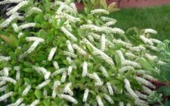 Little Henry Virginia Sweetspire (Itea) - 3 Gallon Pot -Garden Plants Shop itea virginica little henry virginia sweetspire 4