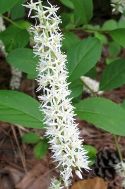 Little Henry Virginia Sweetspire (Itea) - 3 Gallon Pot -Garden Plants Shop itea virginica little henry virginia sweetspire 5