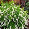 Little Henry Virginia Sweetspire (Itea) - 3 Gallon Pot -Garden Plants Shop itea virginica little henry virginia sweetspire 6