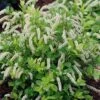 Scentlandia Sweetspire (Itea Virginica) - 3 Gallon Pot 2 Scentlandia Sweetspire (Itea Virginica) - 3 Gallon Pot -Garden Plants Shop itea virginica scentlandia virginia sweetspire 4