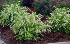 Scentlandia Sweetspire (Itea Virginica) - 3 Gallon Pot -Garden Plants Shop itea virginica scentlandia virginia sweetspire 5