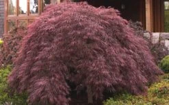 Crimson Queen Dwarf Japanese Maple (High Graft Tree Form) - 1 Gallon Pot 12 Crimson Queen Dwarf Japanese Maple (High Graft Tree Form) - 1 Gallon Pot -Garden Plants Shop ja panese Maple Crimson Queen 50 1