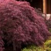 Crimson Queen Dwarf Japanese Maple (High Graft Tree Form) - 1 Gallon Pot -Garden Plants Shop japanese maple crimson queen 24 1