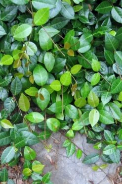 Asian Jasmine (Trachelospermum Asiaticum) - 36 Pack Of 3.5" Pint Pots -Garden Plants Shop jasmine asian 10