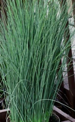 Blue Dart Rush (Juncus) - 10 Pack Of Quart Pots -Garden Plants Shop juncus blue dart rush 3