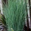 Blue Dart Rush (Juncus) - 10 Pack Of Quart Pots -Garden Plants Shop juncus blue dart rush 4