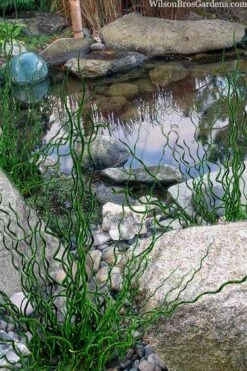 Big Twister Giant Corkscrew Rush (Juncus Effusus) - 1 Gallon Pot 12 Big Twister Giant Corkscrew Rush (Juncus Effusus) - 1 Gallon Pot -Garden Plants Shop juncus effusus big twister 100