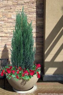 Blue Point Juniper - 1 Gallon Pot -Garden Plants Shop juniper blue point 21