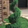 Blue Point Juniper Spiral Topiary - 7 Gallon Pot -Garden Plants Shop juniperus blue point juniper spiral topiary 101