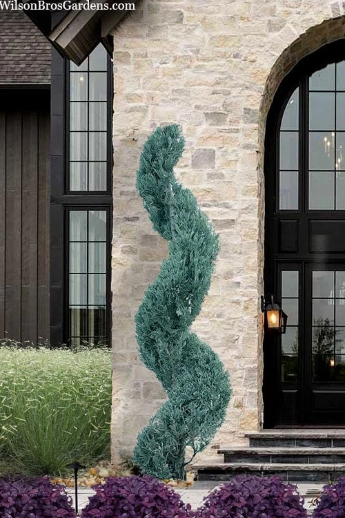 Spiral 'Witchita Blue' Juniper Topiary - 5 Gallon Pot 3 Spiral 'Witchita Blue' Juniper Topiary - 5 Gallon Pot